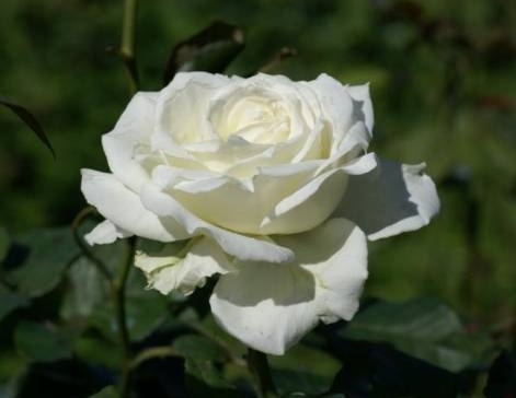 rosa bianca.jpg